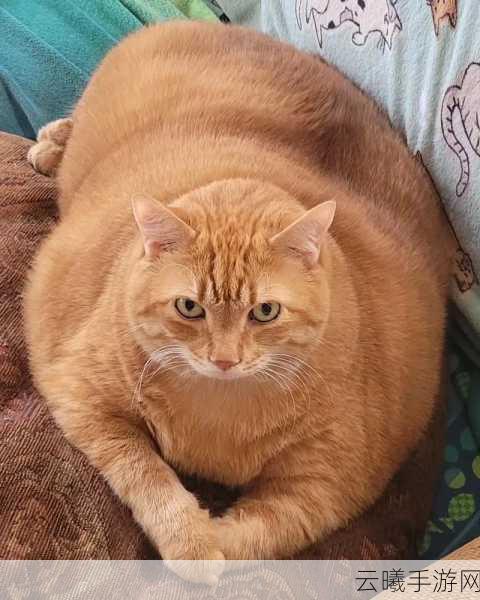 糖心vlog橘子猫:1. 橘子猫的日常冒险:一只喵星人的生活揭秘