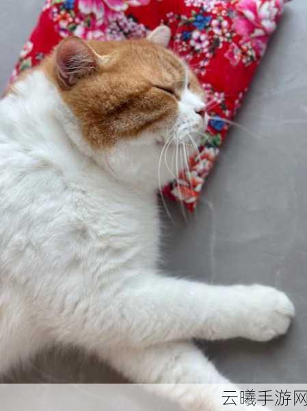 糖心vlog橘子猫:1. 橘子猫的日常冒险:一只喵星人的生活揭秘