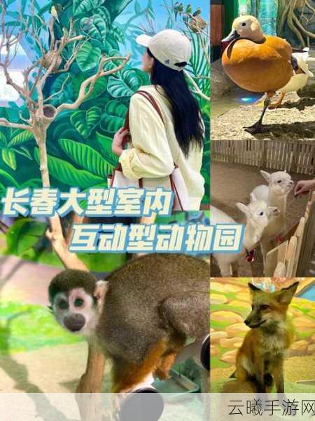 虚拟桌宠模拟器，掌握拖动技巧，探索萌宠互动新乐趣！