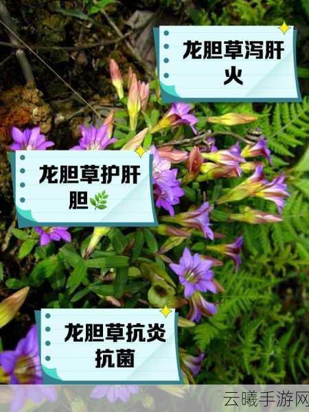 17草区域:1. 深入探索17草区域的生态多样性与保护策略