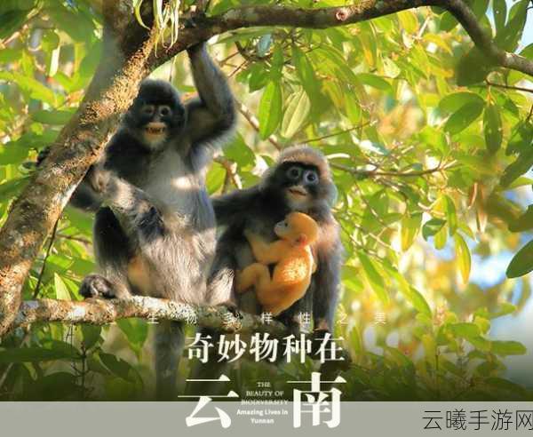 17草区域:1. 深入探索17草区域的生态多样性与保护策略