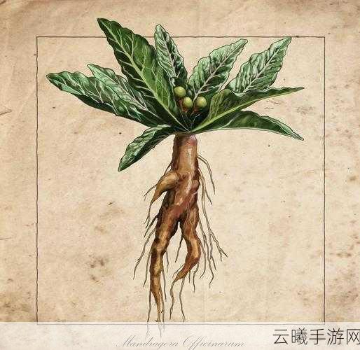 魔法奇境,哈利波特与曼德拉草之谜手游资讯——探索神秘魔法世界,揭秘曼德拉草的奥秘!