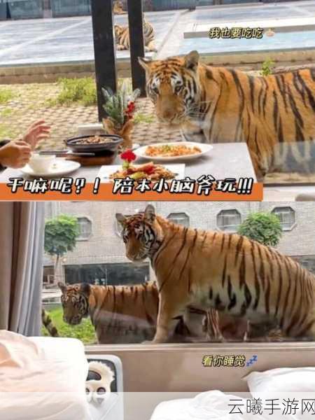 疯狂动物园深度攻略，掌握捕捉老虎、异形虎与花样虎的终极技巧