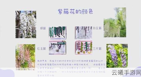 洛克王国紫藤获取攻略，全面解析紫藤的获取途径与技巧，探索王国奇妙之旅