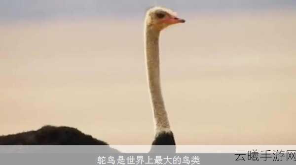 疯狂动物园,鸵鸟大冒险震撼上线,探索无垠草原的奇妙之旅!
