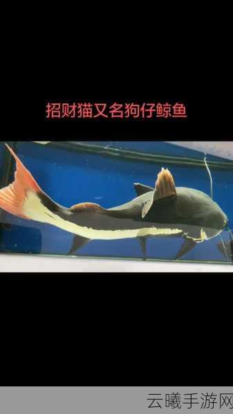 暗区突围大力招财玩法全解析,探索未知,收集招财猫赢大奖!