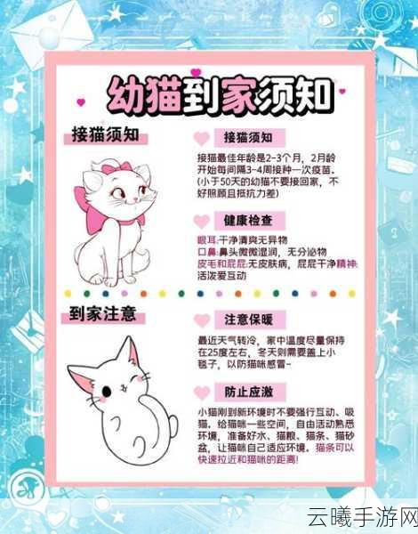 猫之城细雨萌萌涂鸦选择技巧与宠物技能升级全攻略