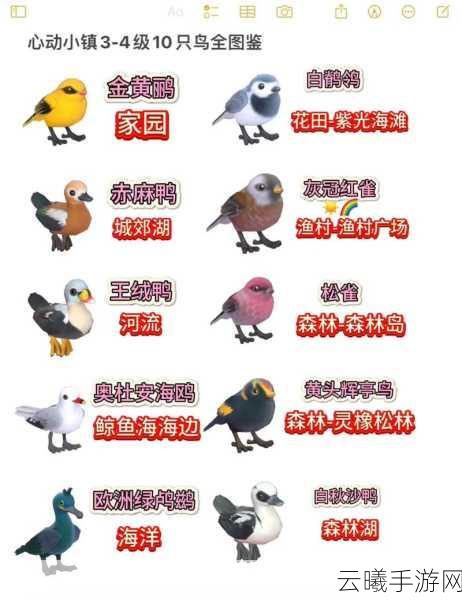 心动小镇观鸟图鉴发布,探索自然奥秘的奇妙之旅