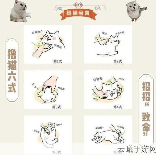 白猫计划新手必看，高效刷图技巧与趣味玩法全揭秘