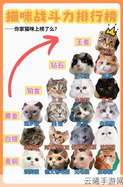 白猫计划六大职业深度解析，哪个职业才是你的战斗王牌？