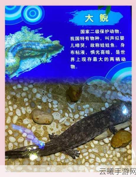 原神海洋世界深度探索,揭秘隐藏生物宝藏与生态奥秘的奇幻之旅