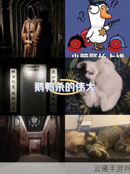 鹅鹅鸭房规全解析，鹅鸭杀标准房规与趣味玩法揭秘