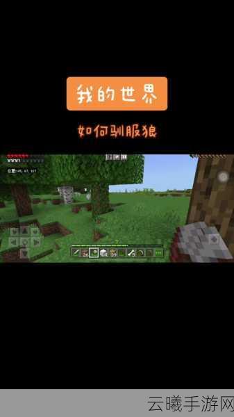 我的世界手游,狼的驯服与饲养小狼全面攻略