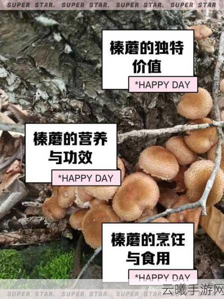 小森生活榛菇位置全解析，寻找与采摘攻略及趣味玩法揭秘