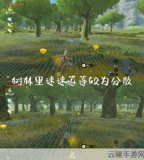 原神莲蓬获取地点与高效采集法全揭秘，探索神秘植物的奇幻之旅