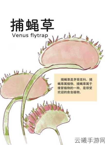 妄想山海捕蝇草种植与趣味玩法全解析